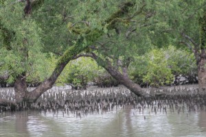 Mangroves                  